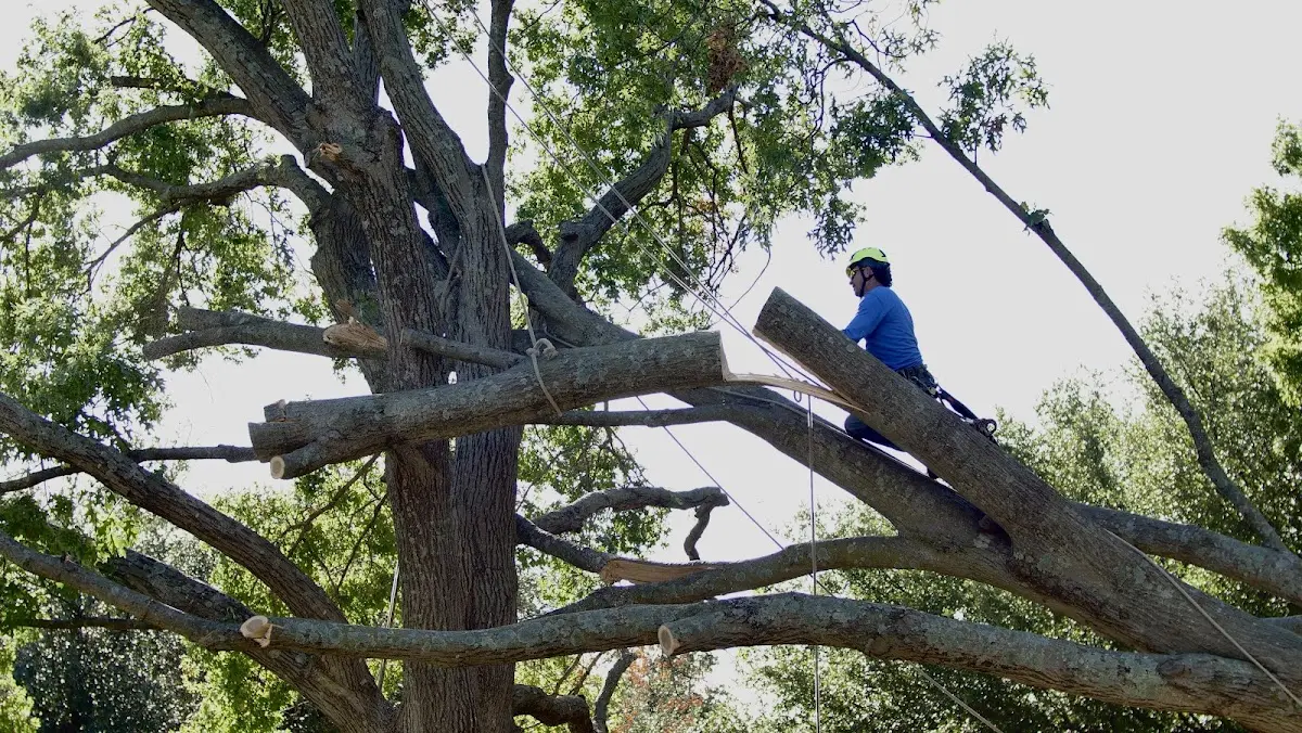 Professional Crown Thinning performed by certified arborists in Byrdstown