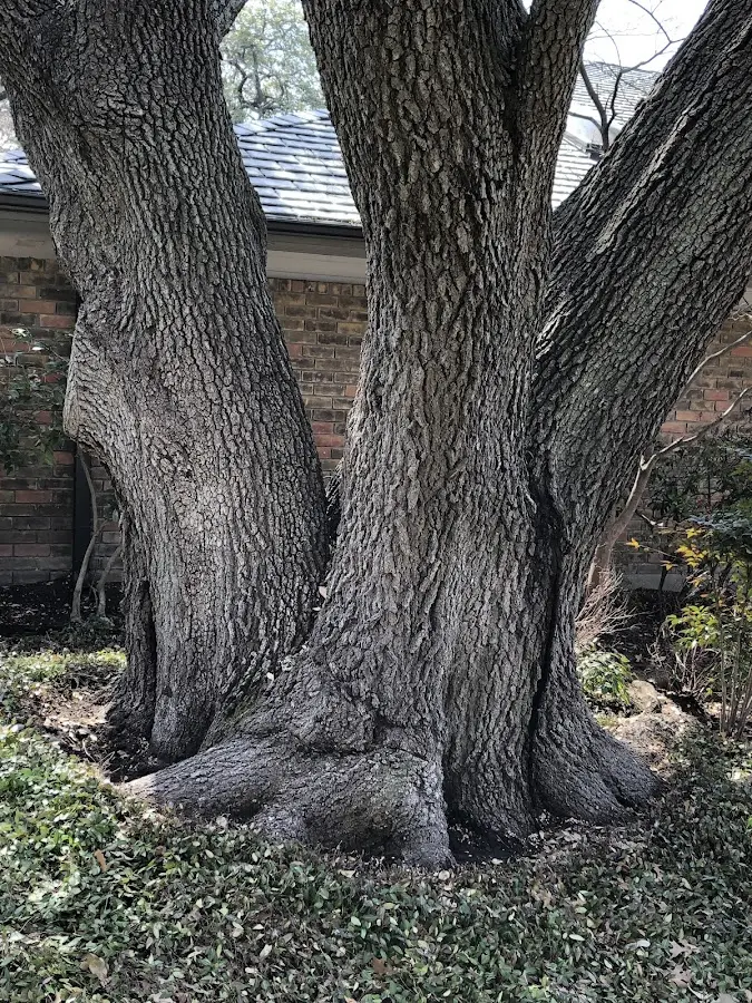 Mature heritage tree close to a Byrdstown property cared for by certified arborists